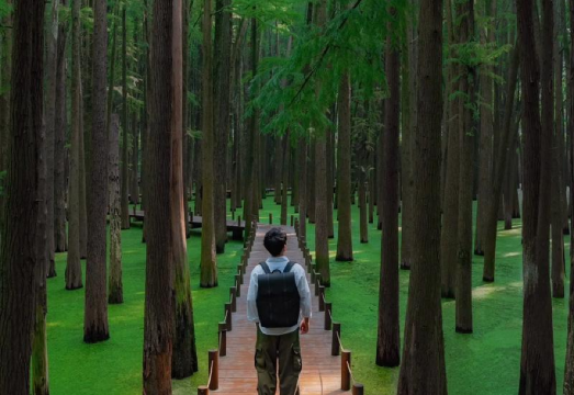 Hangzhou Lin'an Qingshan Lake Matcha Forest Hidden "Green Fairyland" + Wuyue Culture 1-day Tour