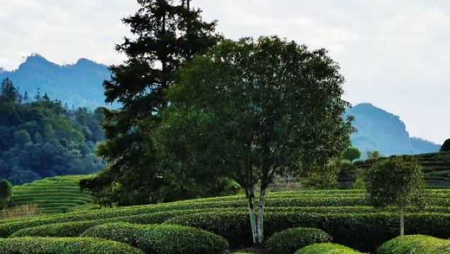 Pengalaman Perjalanan Teh Wuyishan - Aktiviti Mencampur dan Menyeduh Teh [Campuran Dahongpao + Seduhan Teh Gaya Dinasti Song + Mencicip Teh]