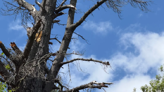 紐西蘭基督城出發：Rakaia River一日遊（專屬客服）