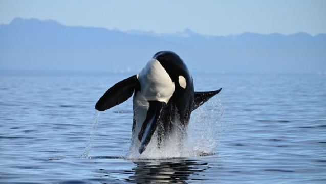 Vancouver Half-Day Whale Watching Adventure with Free Photos