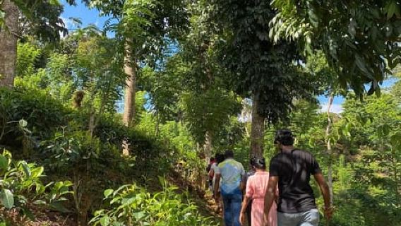 Deniyaya: Organic Agro Village Tour & Local Lunch