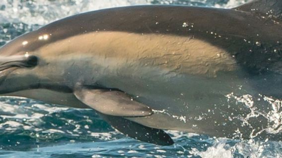 Newport Beach: Year-Round Whale and Dolphin Cruises