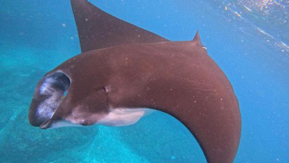 Nusa Penida: Snorkeling Experience FREE Shared Underwater Photos