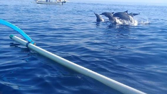 Lovina Dolphin Watching and Snorkeling Tour in Bali