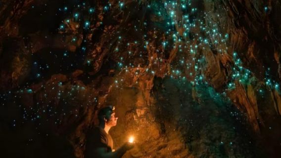 奧克蘭/哈比村+懷托摩螢火蟲洞一日遊【電影魔戒拍攝地】