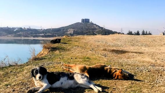 From Tbilisi: Sabaduri, Bears, Jvari & Chronicle of Georgia