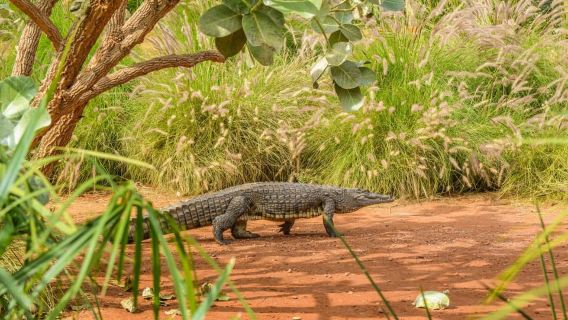 Agadir: Crocoparc Entry Ticket with Transfers, Guide, & Tea