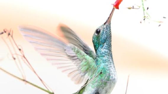 Lawatan Kayak 2 Jam di Quepos Bakau – Lihat Monyet & Sloth