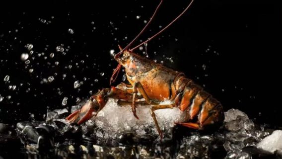 Chengdu IFS Yongronghui Seafood Buffet (Seafood Feast + Luxurious Dining + Premium Service + Elegant Ambience)