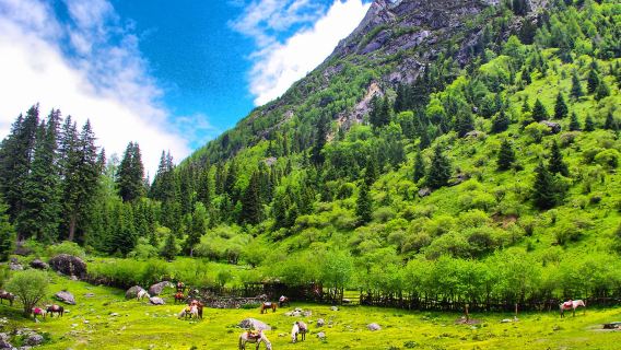 從小金縣出發：四姑娘山雙橋溝包車一日遊