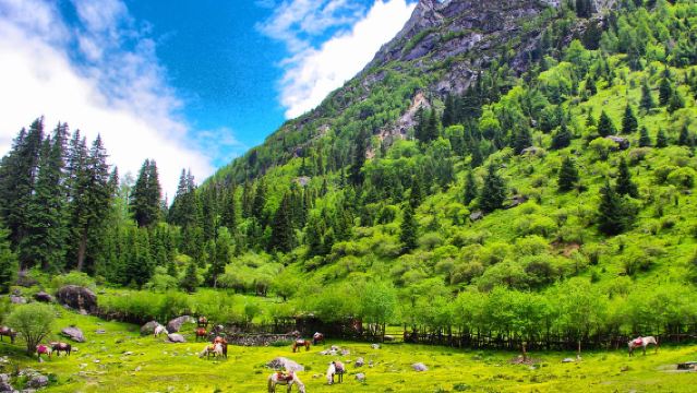 Departing from Xiaojin County: 1-day private charter tour to Shuangqiao Valley in Siguniang Mountain