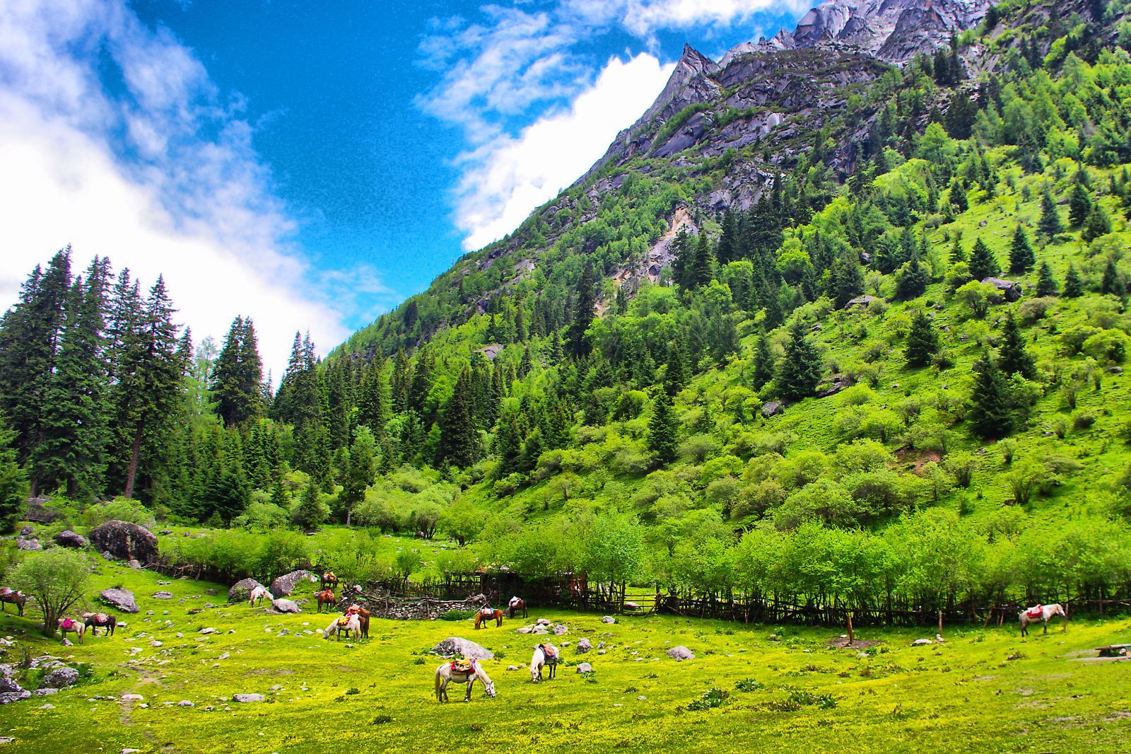 從小金縣出發：四姑娘山雙橋溝包車一日遊