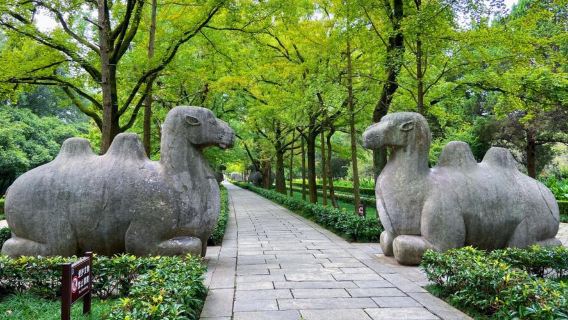 Van perniagaan | Pemandu pelancong berbahasa Inggeris | Makam Sun Yat-sen + Istana Meiling + Makam Ming Xiaoling + Kuil Confucius + Taman Zhan