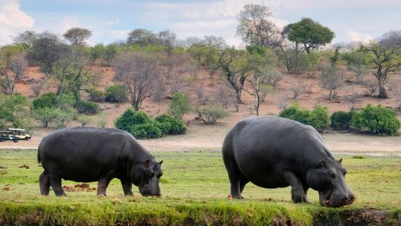 博茨瓦納&卡薩內【 專屬包車一日遊】喬貝國家公園