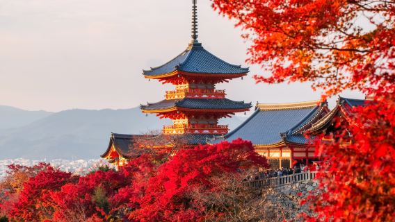 excursión de un día a Kioto y Uji | Templo Kinkaku-ji + Templo Kiyomizu-dera + Templo Byodo-in, ¡un recorrido declarado Patrimonio de la Humanidad!