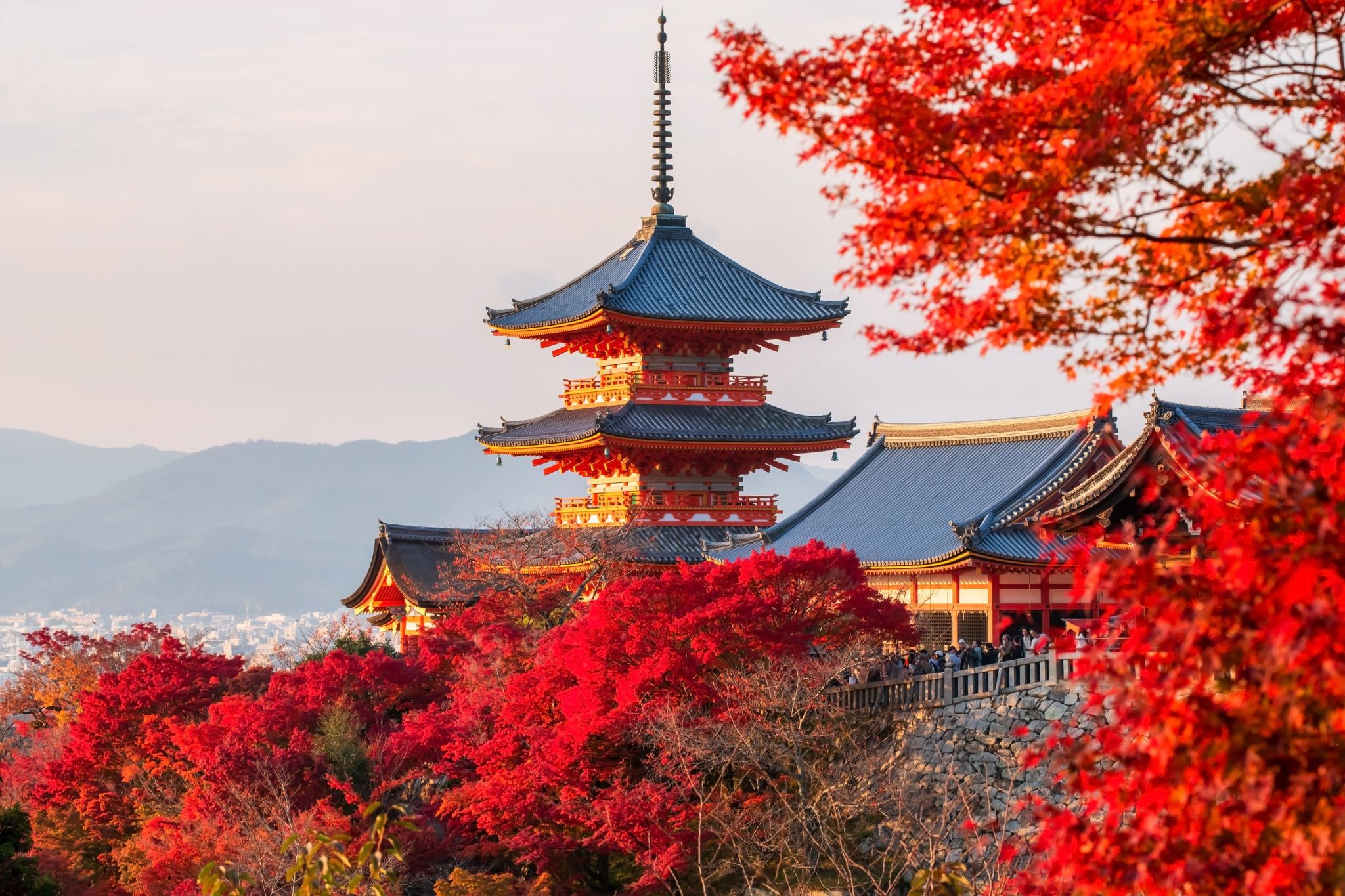 Kyoto & Uji Tagesausflug|Kinkaku-ji + Kiyomizu-dera + Byodo-in, eine Reise zu den UNESCO-Welterbestätten!