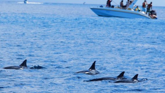模里西斯 追海豚+ 海邊騎馬+大浪灣+七色土【浪漫一日遊】