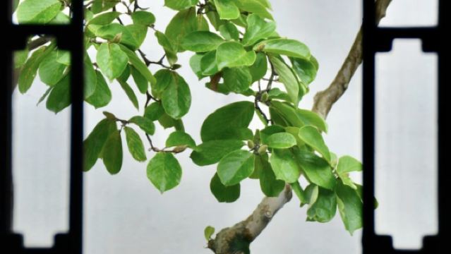 Live guide for Couple's Retreat Garden(Ouyuan Garden) in Suzhou|Secluded for Two: The Couple's Garden of Suzhou