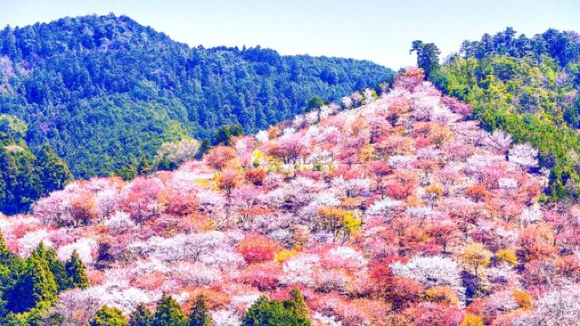 [Edizione limitata stagione dei ciliegi] Tour di un giorno a Osaka con interazione con i teneri cervi al Parco di Nara e ammirazione dei ciliegi a Yoshinoyama