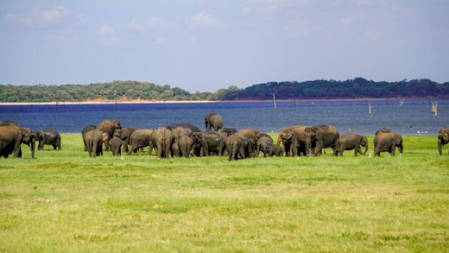 Safari de medio día en el Parque Nacional de Minneriya