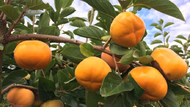 Fall limited edition in Sydney | 1-day tour for persimmon picking | Botanical garden | Gratuities waived