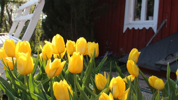 Belanda Amsterdam - Perkhidmatan Khas Menikmati Bunga di Taman Tulip - Taman Keukenhof | Pakej Sewaan Peribadi
