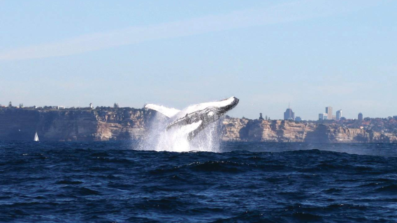 Sydney whale watching cruise from Circular Quay/Darling Harbour (over 95% whale sighting success rate)
