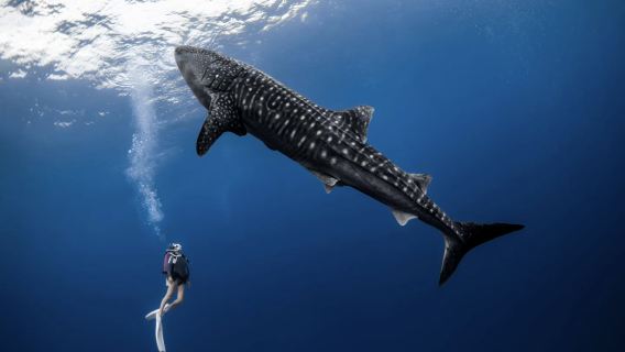 Departing from Dumaguete, Philippines: Oslob Whale Shark Watching + Moalboal Sardine Run Day Tour