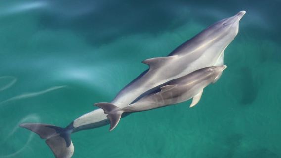 Adelaide: 4-Hour Guaranteed Wild Dolphin Watching Cruise