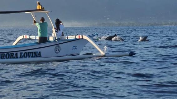 Bali Lovina dolphin watching speedboat shared boat and snorkeling