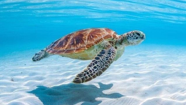 Antilla Shipwreck Seabob Tour