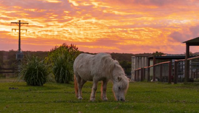 澳大利亞庫蘭達酷牛農場和牛晚餐一日遊【體驗澳式農場生活】