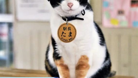 【純玩】和歌山貓站長+黑潮市場+奧特萊斯日本關西大阪一日遊