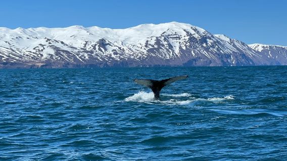 冰島阿克雷裡+胡薩維克鯨魚博物館+神之瀑布一日遊|追鯨之旅
