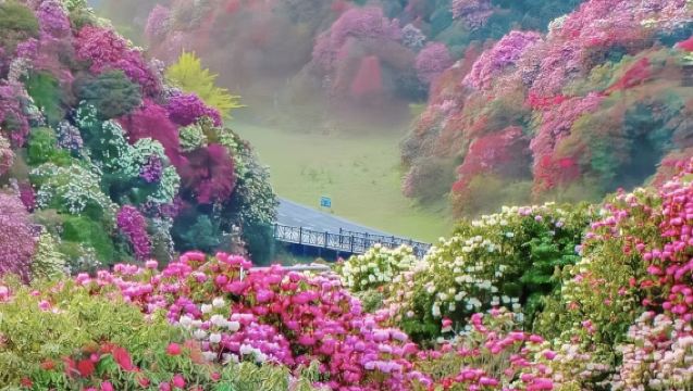 【春日上新】畢節百里杜鵑一日遊（上門接送-無購物-獨立包車）