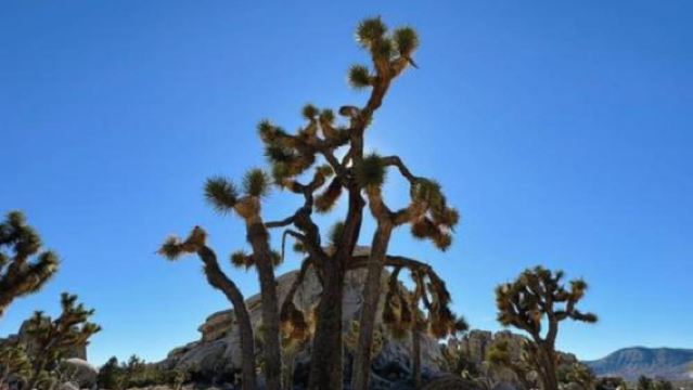 美國洛杉磯約書亞樹+聖莫尼亞海灘一日遊/行程可調-可訂製多日