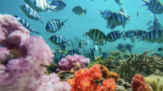 富國島三島跳島一日遊｜快艇出海+珊瑚礁浮潛+贈送精美Trip Moments
