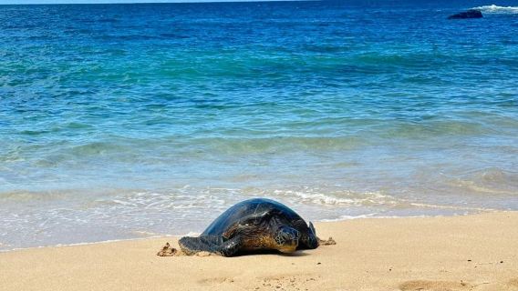 WaianaeTrải Nghiệm Độc Đáo
