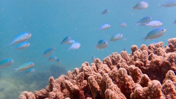 Exmouth: tour di mezza giornata a Coral in kayak