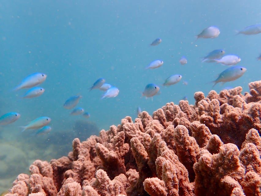 Exmouth: Half Day Coral by Kayak tour