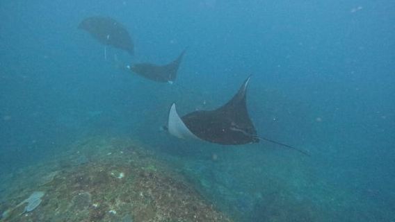 Bali: Nusa Penida-Tour mit Mittagessen und Schnorcheln am Manta Point