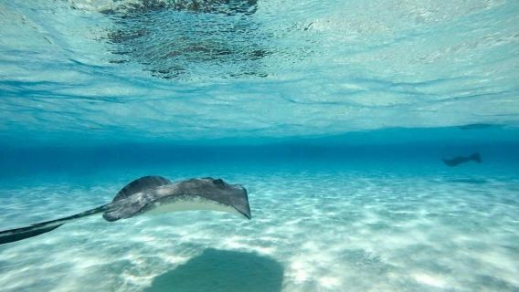 Caimán: Starfish Point, Stingray City y Coral Gardens