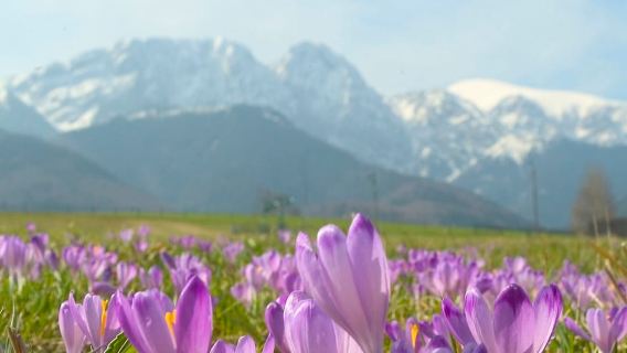 From Krakow: Zakopane and Tatras Mountains Full-Day Tour