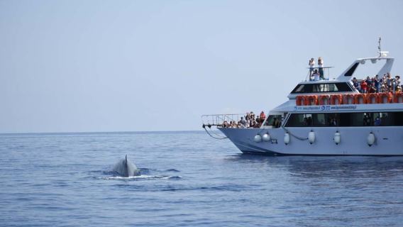 Genoa: Du thuyền ngắm cá voi tại Khu bảo tồn Pelagos