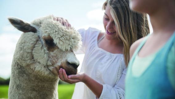 Rotorua: Pengalaman Peternakan Kiwi Asli di Agrodome