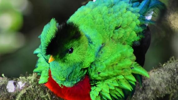Monteverde: Recorrido guiado por la naturaleza en el bosque nuboso