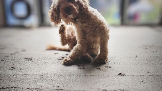 Boarding for New Dogs, with free 30 minute intake appointment - 13 Days