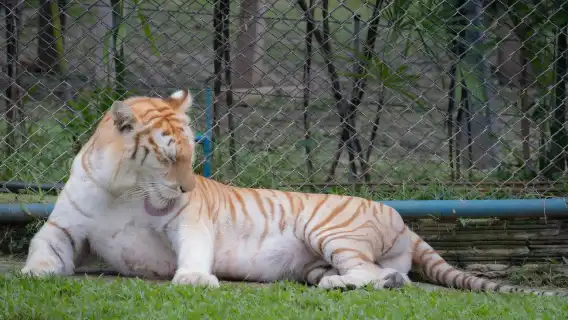 Tiger Kingdom [Pick-up & drop-off at the hotel|Great for families|Close Encounter With Tigers