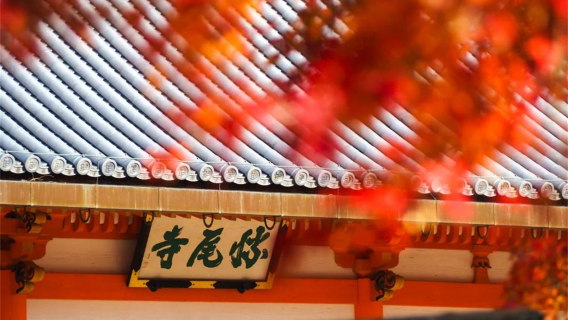 오사카 카츠오지 + 오타기 염불사 + 교토 아라시야마 도보 당일 치기 여행, 센과 치히로의 행방불명과 같은