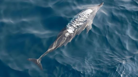 【スリランカ コロンボ】コグラー・スティルト・フィッシャーマン+ミリッサ ホエール・ウォッチング+ゴール旧市街とその要塞群